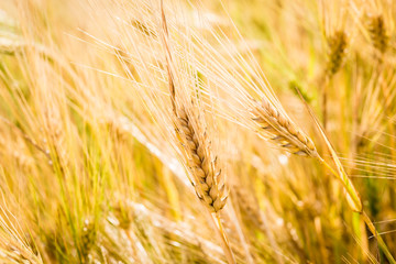 Gold wheat ears on the field closeup. Golden wheat with bokeh blur.