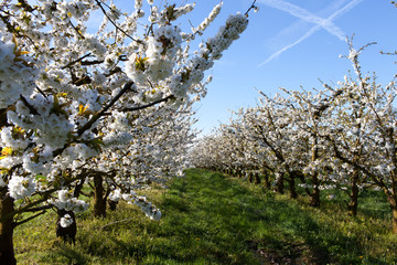 France. Cerisiers en fleurs. Tarn-et-Garonne