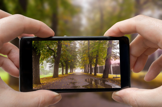 Man holds smartphone and is photographing trees in park in autumn.