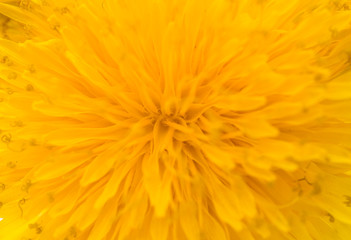 Yellow dandelion close up