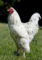 white brahma rooster
