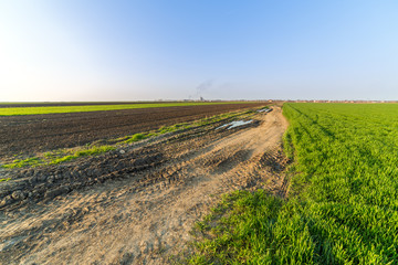 Agricultural landsaple, arable crop field