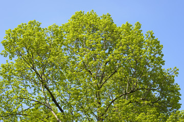 Fototapeta premium green treetop outdoor in the sky
