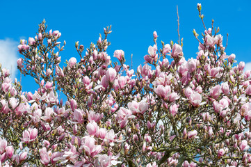 Magnolia tree over blue sky. Blossoming spring flowers