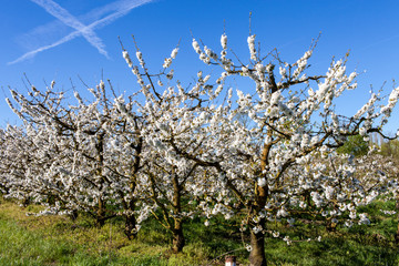 Obraz premium France. Cerisiers en fleurs. Tarn-et-Garonne