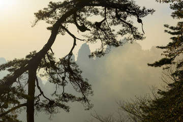 Pine tree in Huangshan mountains