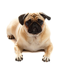 Obraz premium Pug laying down