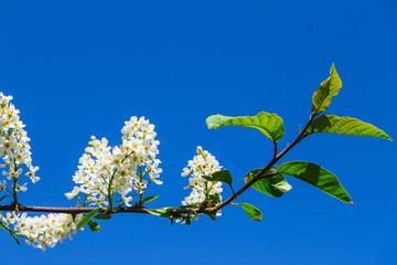 branch and blossom of bird cherry