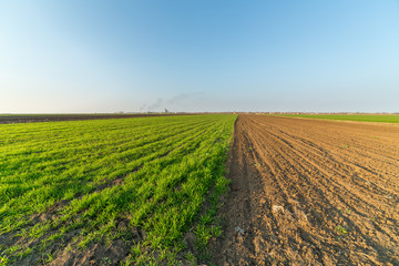 Agricultural landsaple, arable crop field