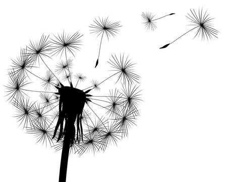 silhouette with flying dandelion buds 