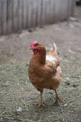 Happy bio chicken from ecological farm