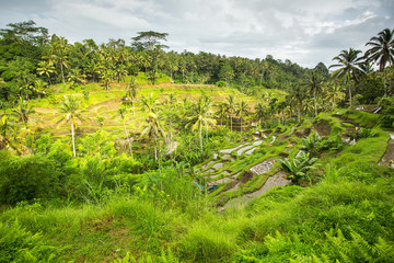 Fototapeta na wymiar Green rice terraces on Bali island, Indonesia.