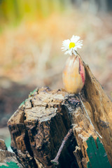 Acorn with a daisy