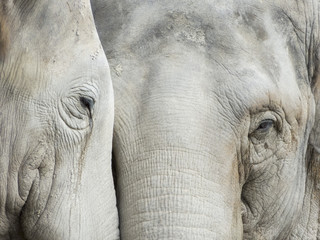 Fototapety  Głowa od słonia w zoo w Lipsku, Niemcy