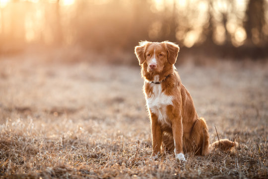 Dog Nova Scotia Duck Tolling Retriever  walking in spring park
