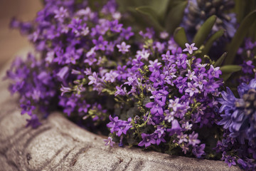 campanula portenschlagiana - little violet flowers