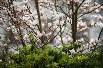 Blossoming of magnolia flowers in spring time