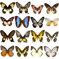 Fototapeta na wymiar Collection of beautiful tropical butterflies isolated on white