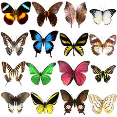 Fototapeta na wymiar Collection of beautiful tropical butterflies isolated on white