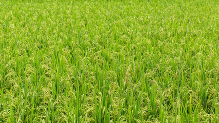 Green grass on rice field at Sunny day.