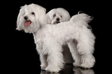 Two Funny White Maltese Dogs Standing, Looking in Camera isolated