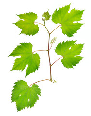fresh grape leaves