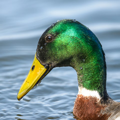 Close up of mallard duck on the lake