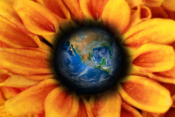 earth on flower ,including elements furnished by NASA