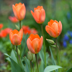 Beautiful orange tulips in the garden