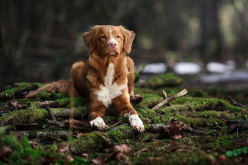 Dog Nova Scotia Duck Tolling Retriever  walking in spring forest