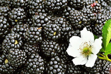Blackberries background with a flower.