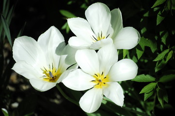 fleurs blanches et étamines