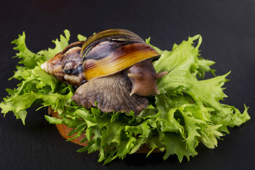 the Achatina snail