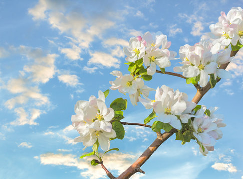  Flowering branch of an apple tree against the sky