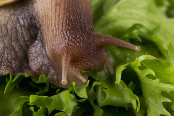 the Achatina snail