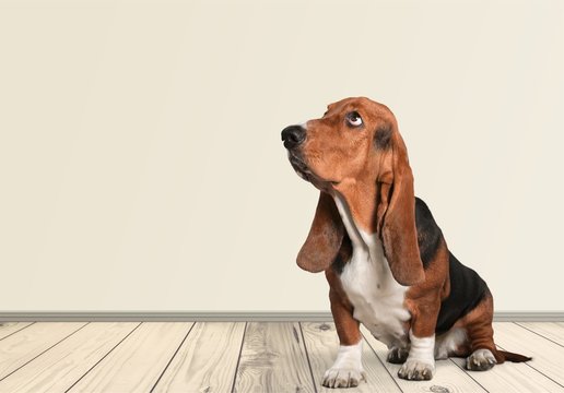 Basset Hound.