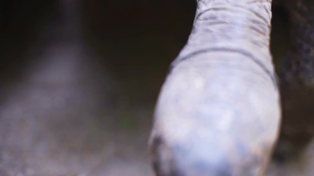 Aldabra giant tortoise in nature. Close-up.