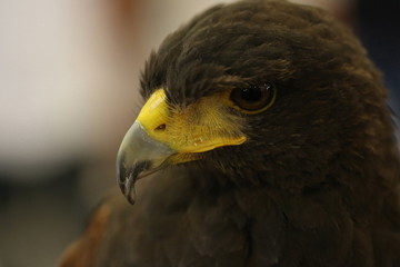 close up brown eagle eye