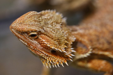 Bearded Dragon head