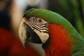 The beautiful birds Scarlet Macaw