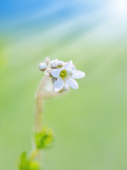 Pflanze blüht morgens im Frühling