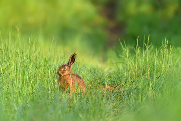 Ein Wildkaninchen (oryctolagus cuniculus) sitzt im Gras