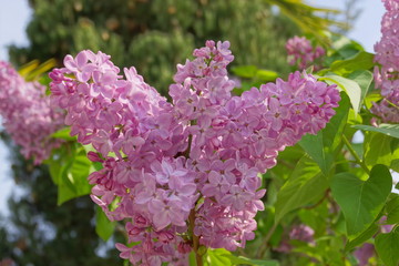blooming lilac branch