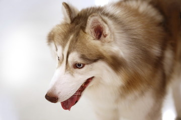 dog eye, Siberian Husky