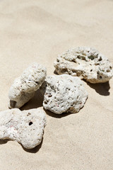 Fototapeta na wymiar 砂浜のサンゴ