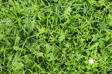 Green tropical leaves