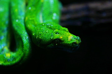 focus dew on green snake head