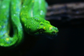 focus dew on green snake head