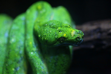 focus dew on green snake head