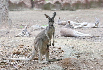 Naklejka na ściany i meble kangaroo with baby in bag
